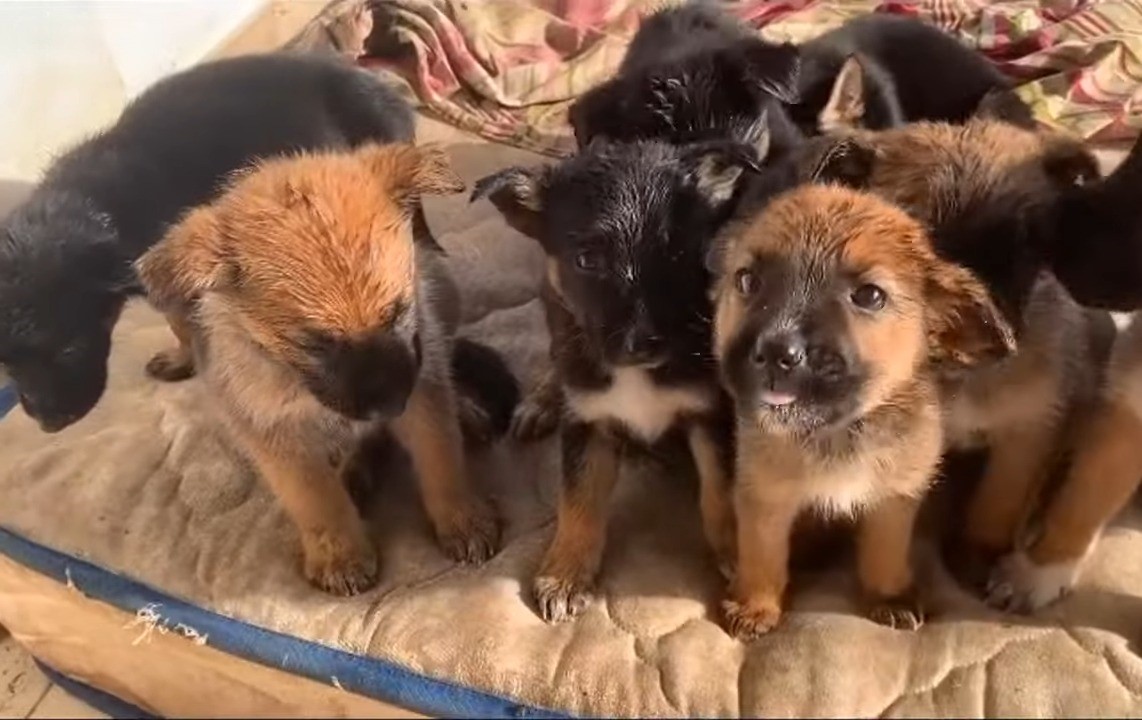 Abandoned and Pregnant: The Heartrending Rescue of a Dog Left Alone