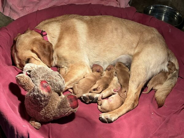 Abandoned and Pregnant: The Touching Tale of a Pup and Her Teddy Bear-1