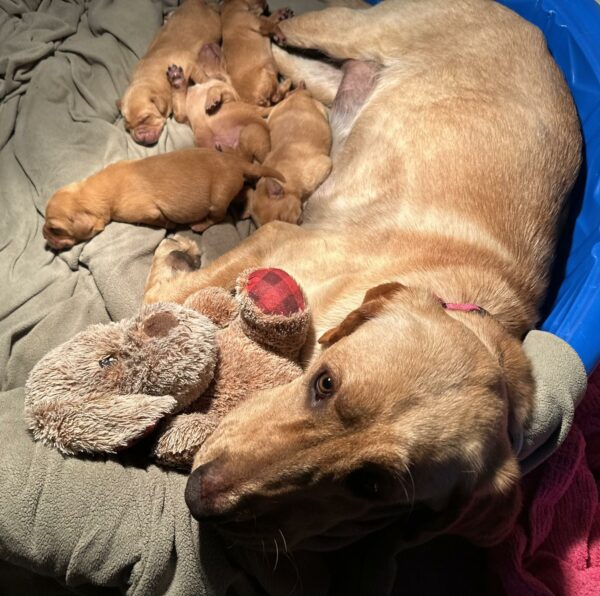 Abandoned and Pregnant: The Touching Tale of a Pup and Her Teddy Bear-3