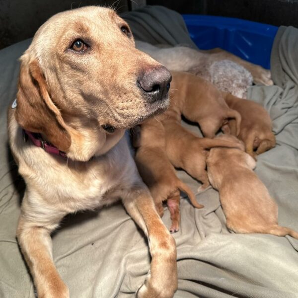 Abandoned and Pregnant: The Touching Tale of a Pup and Her Teddy Bear-4