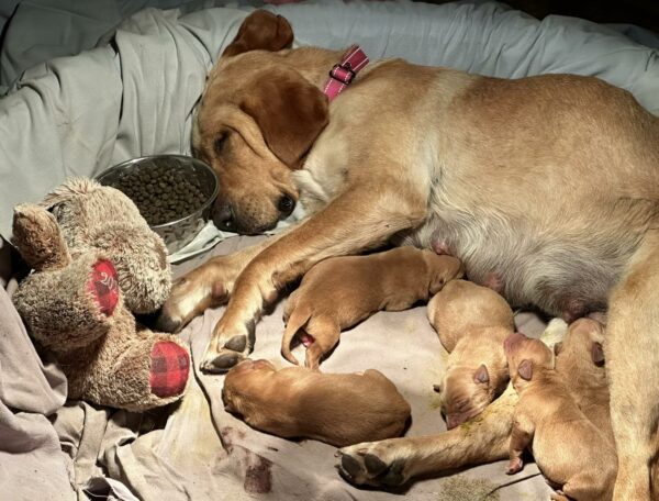 Abandoned and Pregnant: The Touching Tale of a Pup and Her Teddy Bear-5