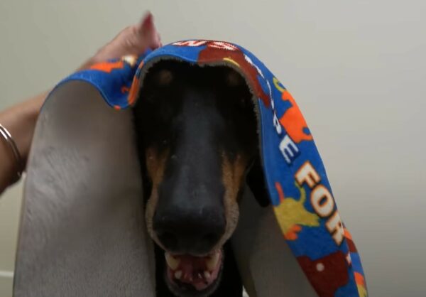 Abandoned but Not Forgotten: The Resilience of a Doberman Named Florence-1