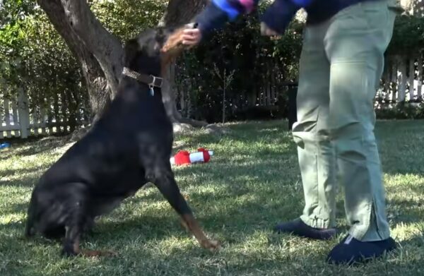 Abandoned but Not Forgotten: The Resilience of a Doberman Named Florence-1