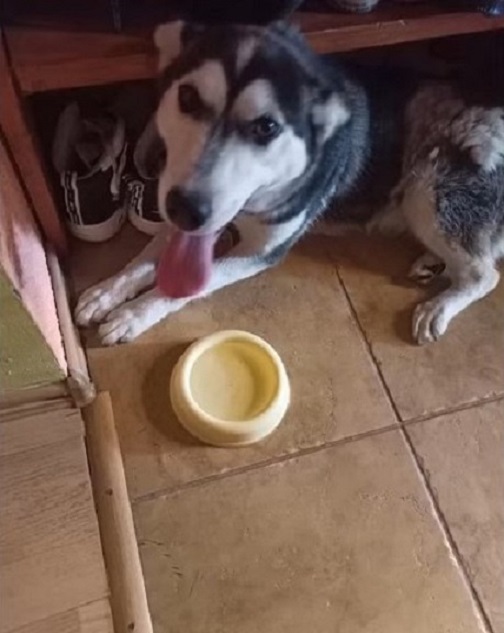 Abandoned But Not Unloved: The Emotional Wait of a Loyal Dog-1