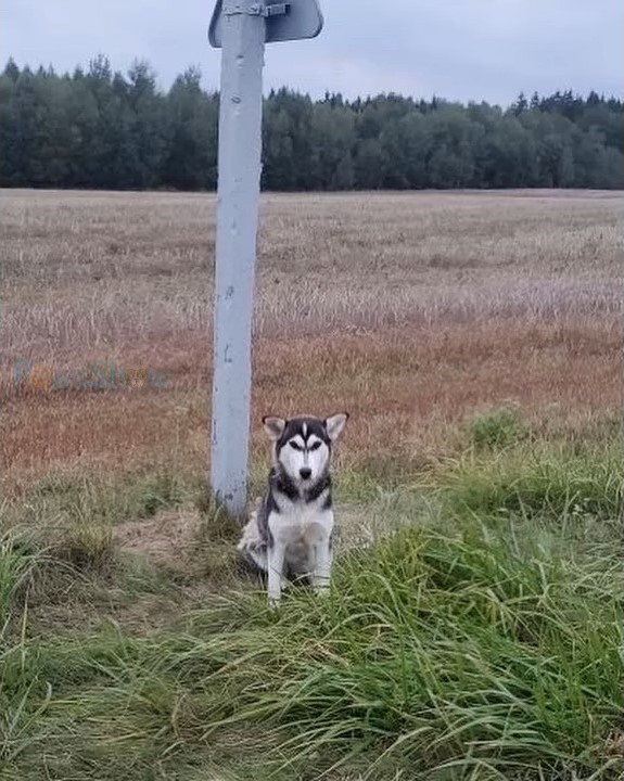 Abandoned But Not Unloved: The Emotional Wait of a Loyal Dog-1