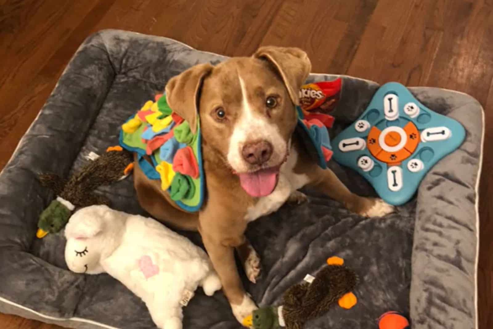 Abandoned Dog Finds a New Hope with Surprising Family Discovery