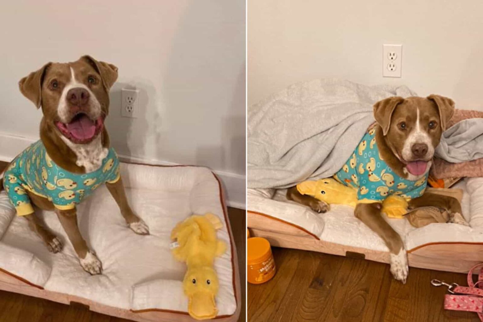 Abandoned Dog Finds a New Hope with Surprising Family Discovery