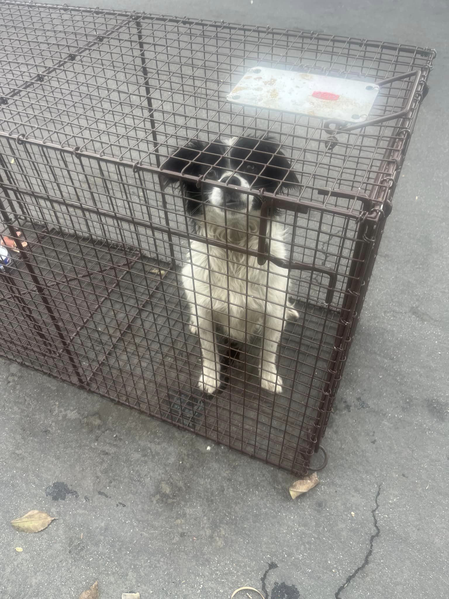 Abandoned Dog's Miraculous Rescue: A Journey from Despair to Hope