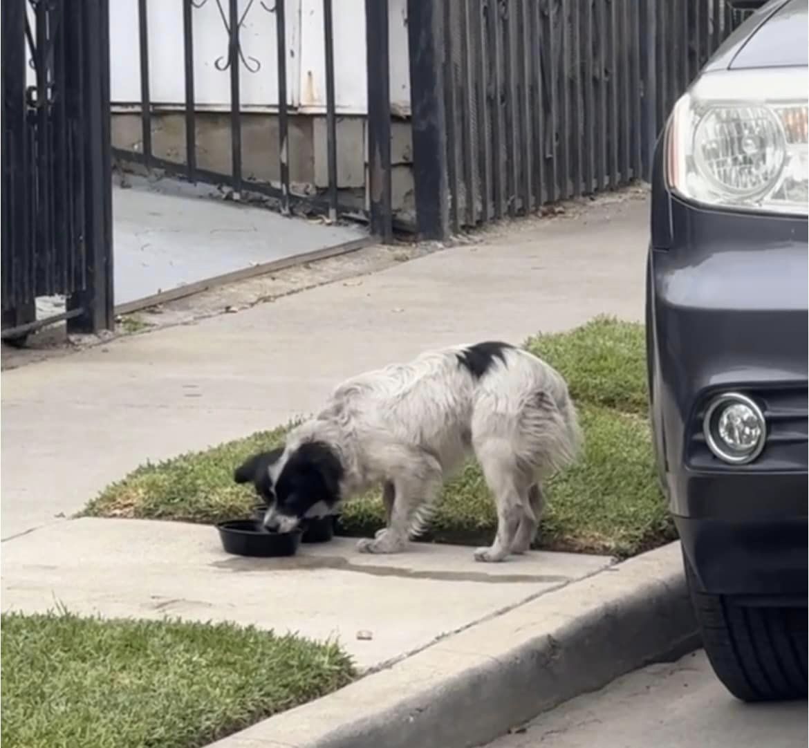Abandoned Dog's Miraculous Rescue: A Journey from Despair to Hope
