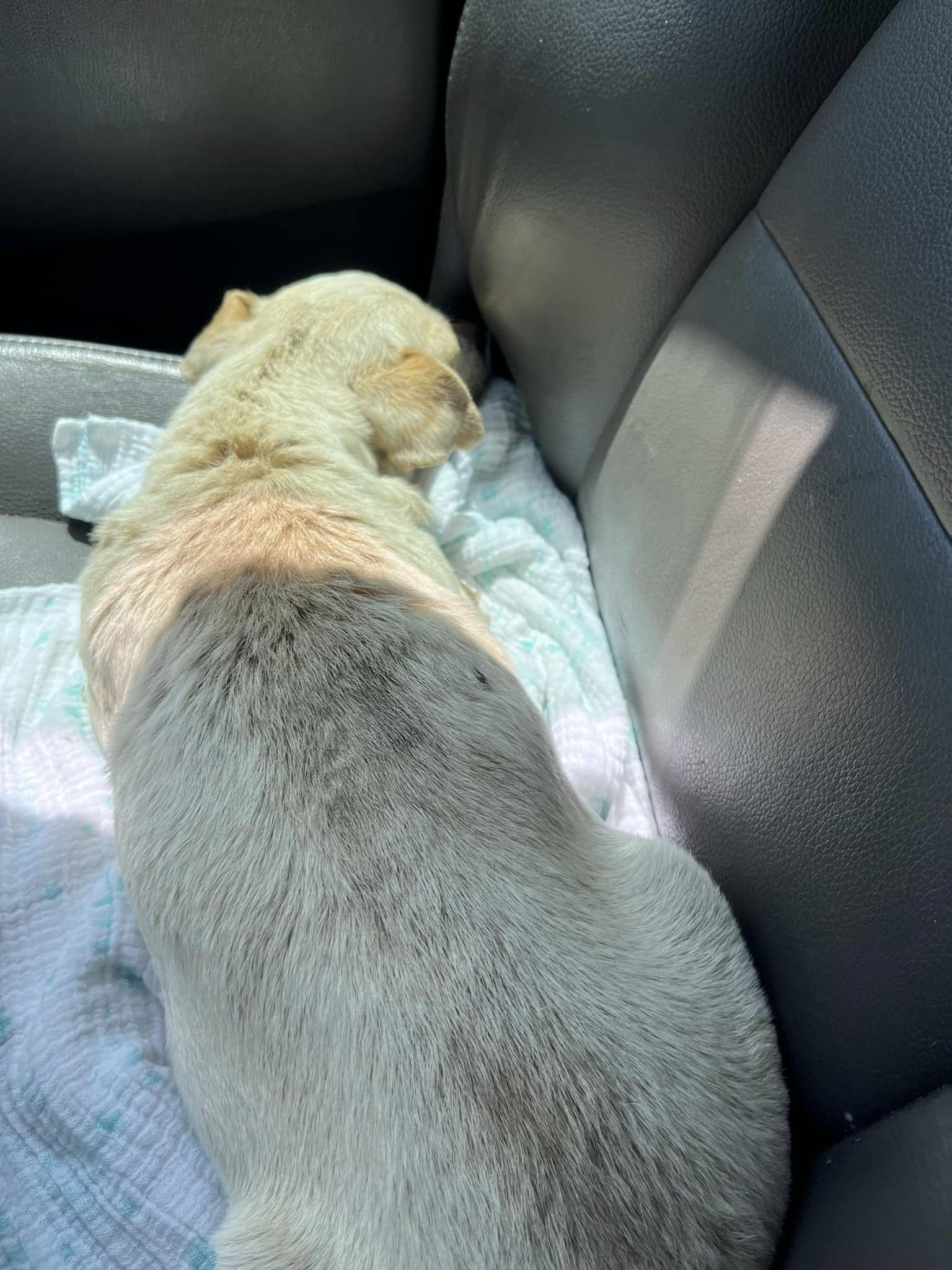 Abandoned in the Desert: How a Puppy Found Hope and Love Again