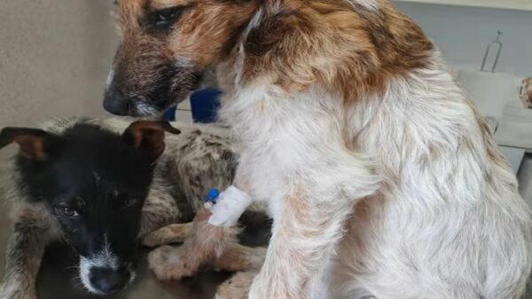 Abandoned in Trash, Their Journey of Hope Begins-1