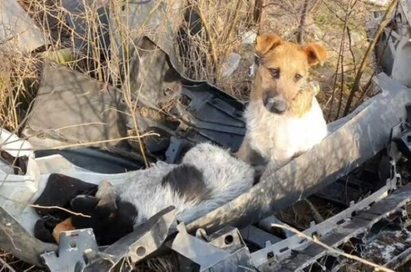 Abandoned in Trash, Their Journey of Hope Begins-1