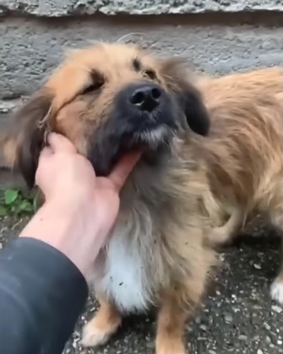 Mamá perro abandonada encuentra esperanza en un héroe inesperado-1