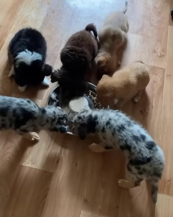 Mamá perro abandonada encuentra esperanza en un héroe inesperado-1