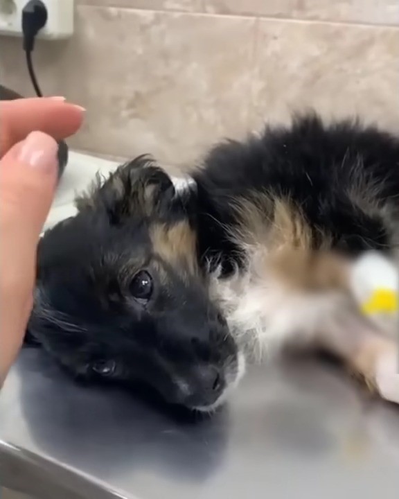 Mamá perro abandonada encuentra esperanza en un héroe inesperado-1