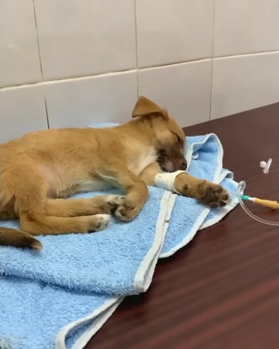 Mamá perro abandonada encuentra esperanza en un héroe inesperado-1
