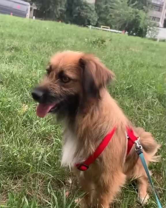 Mamá perro abandonada encuentra esperanza en un héroe inesperado-1