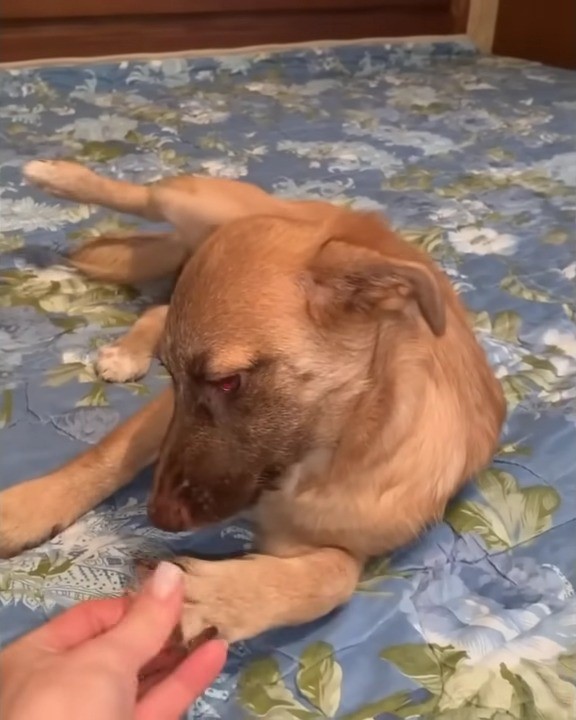 Mamá perro abandonada encuentra esperanza en un héroe inesperado-1