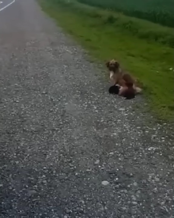 Mamá perro abandonada encuentra esperanza en un héroe inesperado-1
