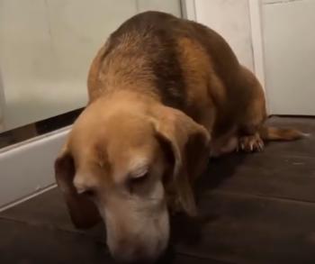 Abandoned on a Lonely Road: The Unbelievable Rescue of a Senior Beagle-1