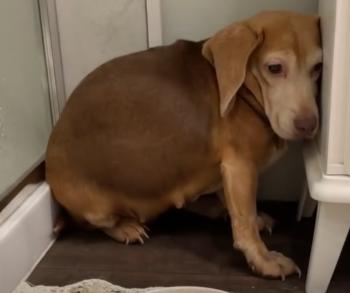 Abandoned on a Lonely Road: The Unbelievable Rescue of a Senior Beagle-3