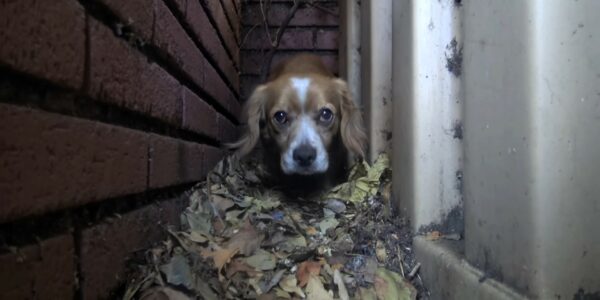 Abandoned Pup Finds Unlikely Hero in a Heartwarming Tale of Second Chances-1