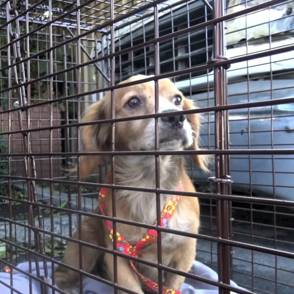 Abandoned Pup Finds Unlikely Hero in a Heartwarming Tale of Second Chances-1