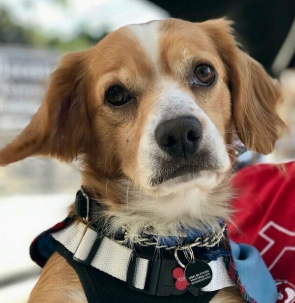 Abandoned Pup Finds Unlikely Hero in a Heartwarming Tale of Second Chances-1