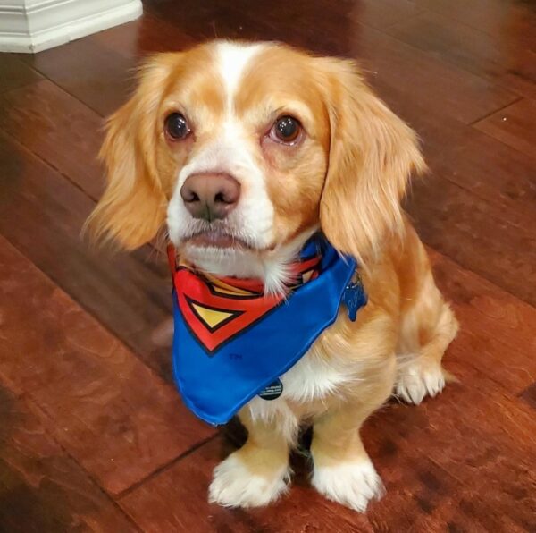 Abandoned Pup Finds Unlikely Hero in a Heartwarming Tale of Second Chances-1