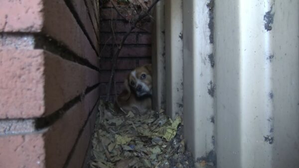 Abandoned Pup Finds Unlikely Hero in a Heartwarming Tale of Second Chances-1