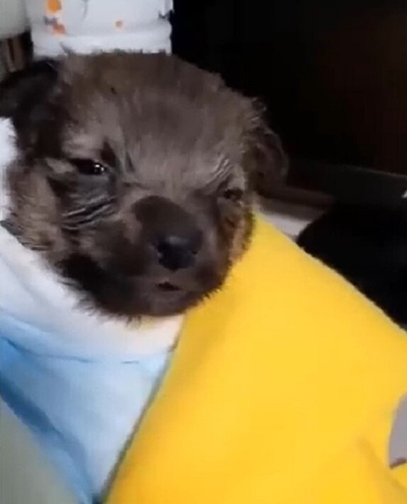 Abandoned Puppy Found in Cardboard Box Melts Rescuers' Hearts-1