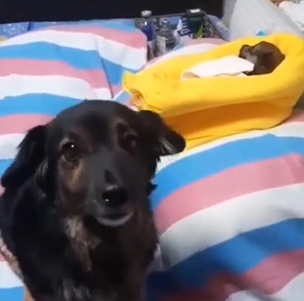 Abandoned Puppy Found in Cardboard Box Melts Rescuers' Hearts-1