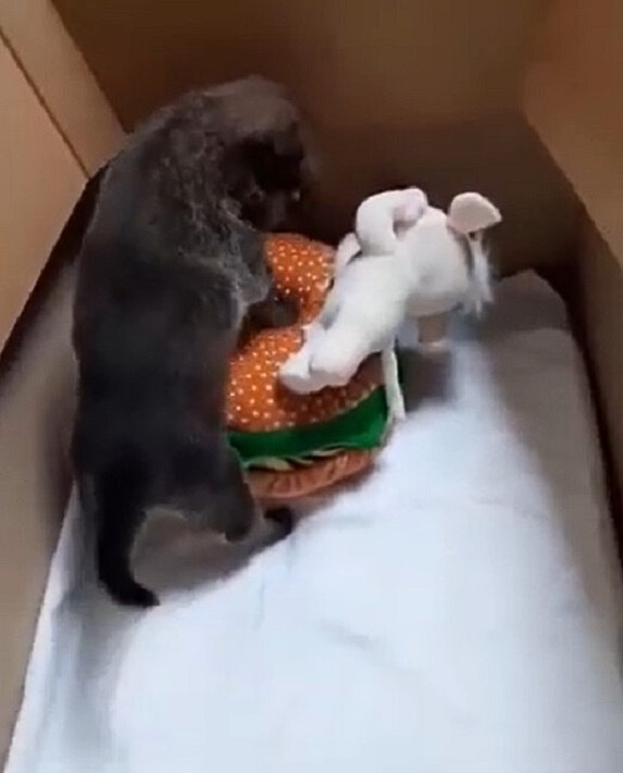Abandoned Puppy Found in Cardboard Box Melts Rescuers' Hearts-1