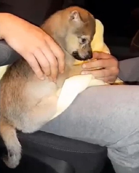 Abandoned Puppy Found in Cardboard Box Melts Rescuers' Hearts-1