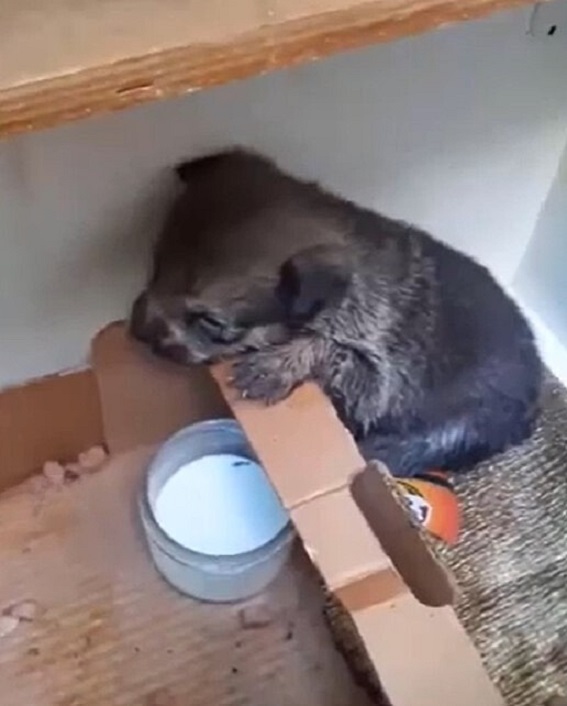 Abandoned Puppy Found in Cardboard Box Melts Rescuers' Hearts-1