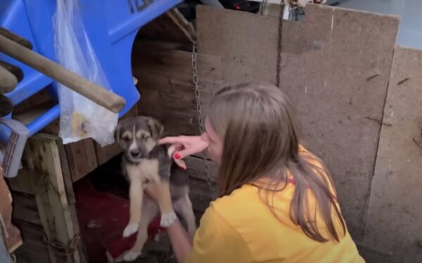 Abandoned Puppy's Plight in a Lonely Parking Lot Sparks Urgent Rescue Mission-1