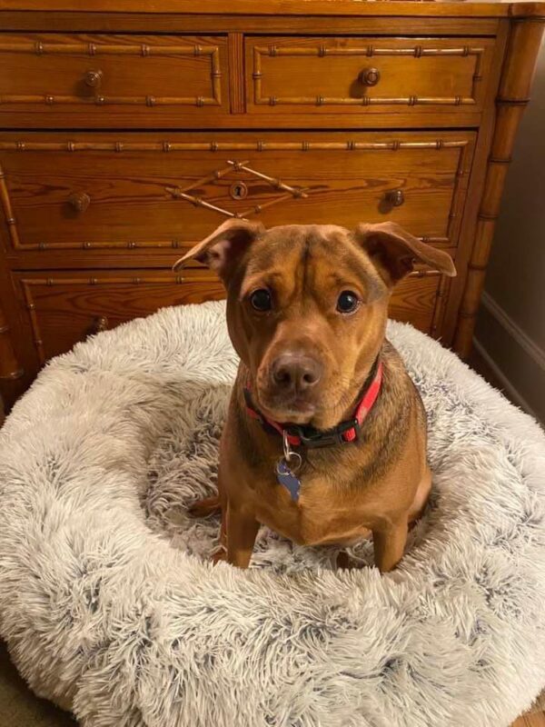 Abandoned Pup's Heartache Captures Internet's Attention and Stirs Breed Mystery-1