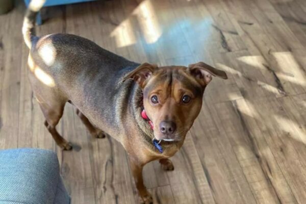 Abandoned Pup's Heartache Captures Internet's Attention and Stirs Breed Mystery-1