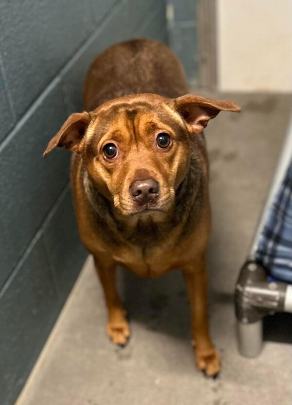 Abandoned Pup's Heartache Captures Internet's Attention and Stirs Breed Mystery-1