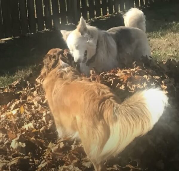 La súplica de un cachorro abandonado derrite el corazón de un camionero y lo lleva a una transformación increíble-1