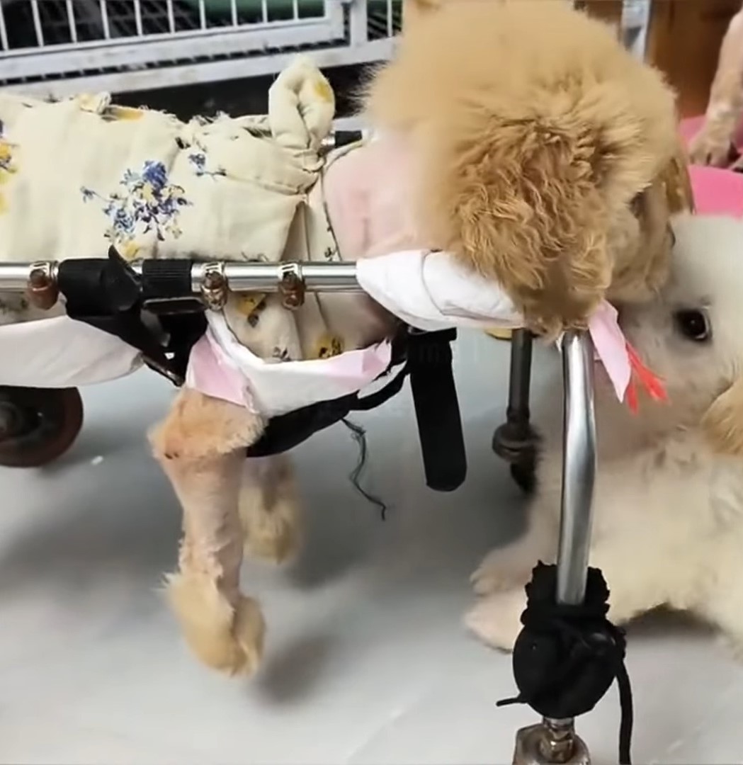 Abandoned Yet Unbroken: The Stirring Journey of a Paralyzed Puppy