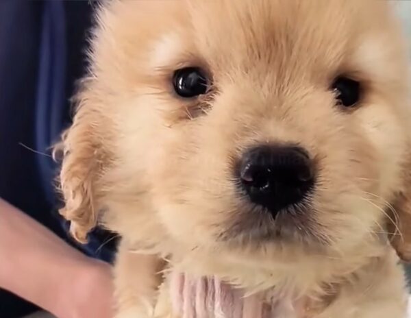 Abandoned Yet Unbroken: The Stirring Journey of a Paralyzed Puppy-1