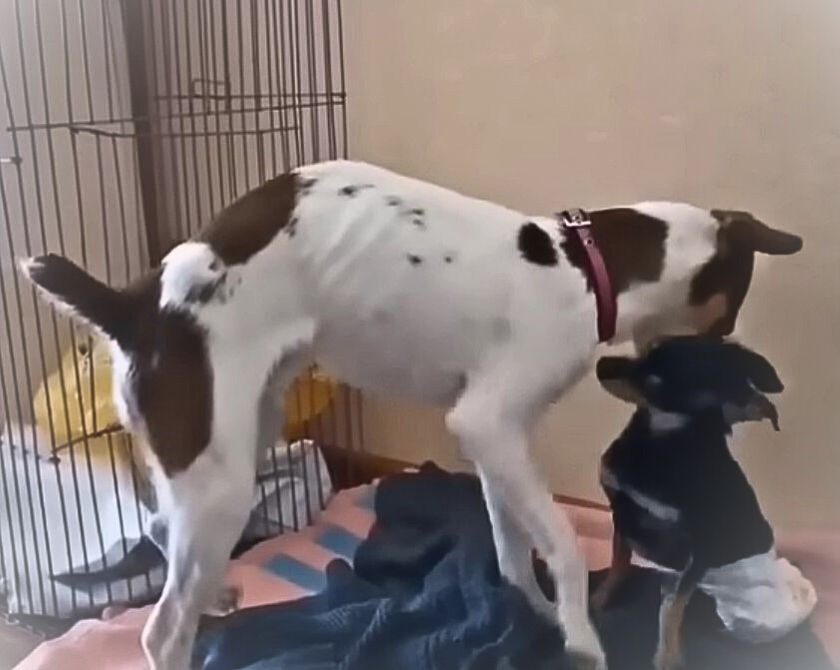 An Abandoned Dog's Unwavering Vigil: A Tale of Hope and Redemption