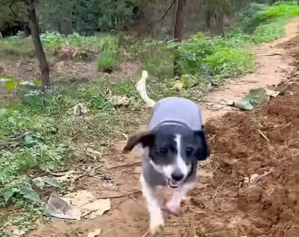 An Abandoned Pup's Plea for Help Finally Answers Her Prayers-1