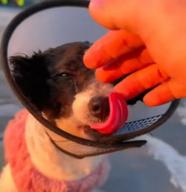 An Abandoned Pup's Plea for Help Finally Answers Her Prayers-1