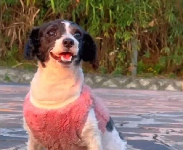 An Abandoned Pup's Plea for Help Finally Answers Her Prayers-1