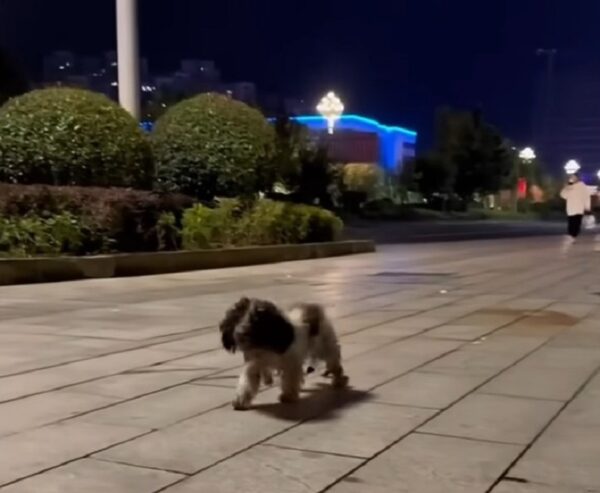 An Abandoned Pup's Plea for Help Finally Answers Her Prayers-1