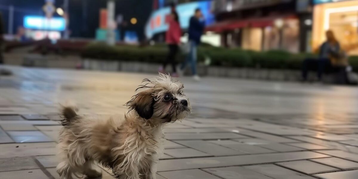 An Abandoned Pup's Plea for Help Finally Answers Her Prayers