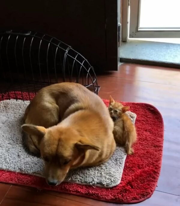 Astonishing Discovery: The Paralyzed Pup That Defied All Odds-1
