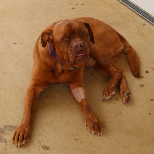 Betrayed After Years of Loyalty: How Rooney the Dog Was Abandoned-1